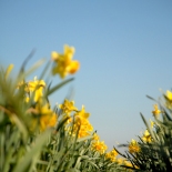 alex-woodhouse-photo-cornwall-Trevaskis-farm-spring-flowers-daffodils